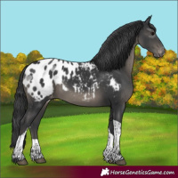 Horse Color:Black Tobiano Appaloosa 