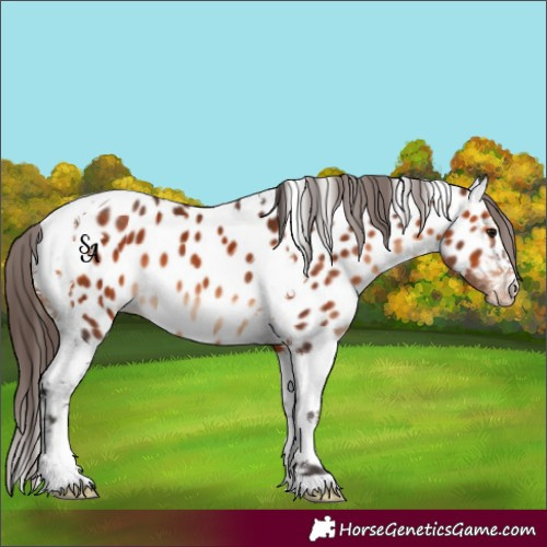 Horse Color:Brown Tobiano Near Leopard 