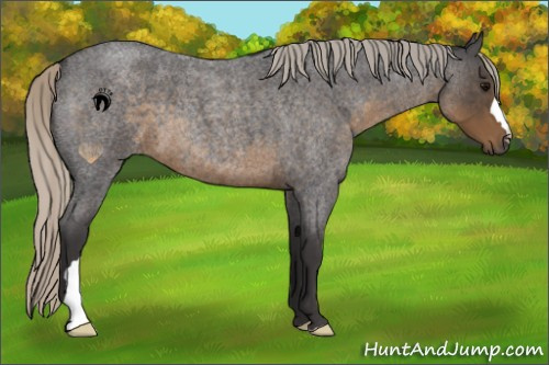 Horse Color:Silver Smoky Blue Roan 