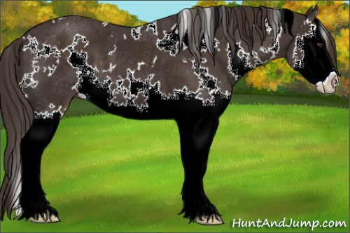 Horse Color:White Spotted Liver Chestnut Splash 