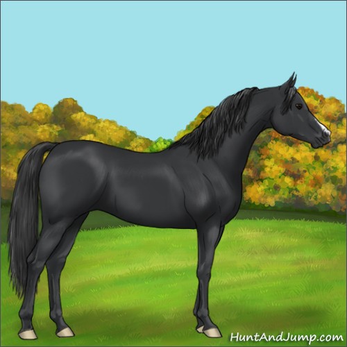 Horse Color:Black 