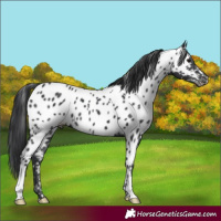 Horse Color:Black Appaloosa 