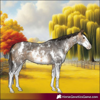 Horse Color:White Spotted Buckskin Sabino Splash 