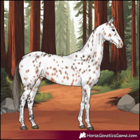 Horse Color:Bay Tobiano Appaloosa 