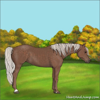Horse Color:Silver Black