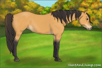 Horse Color:Buckskin 