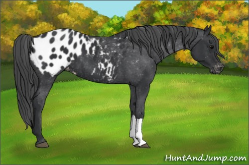 Horse Color:Black Appaloosa 