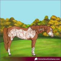 Horse Color:Chestnut  and Chestnut Frame 