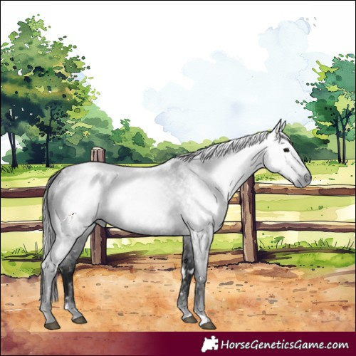 Horse Color:Gray White Spotted Blue Roan