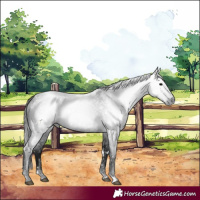 Horse Color:Gray White Spotted Blue Roan 