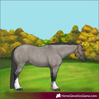 Horse Color:Grullo Roan Tobiano 