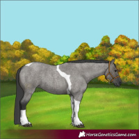 Horse Color:Grullo Roan Tobiano