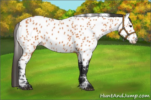 Horse Color:Bay Appaloosa