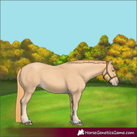 Horse Color:Gold Champagne