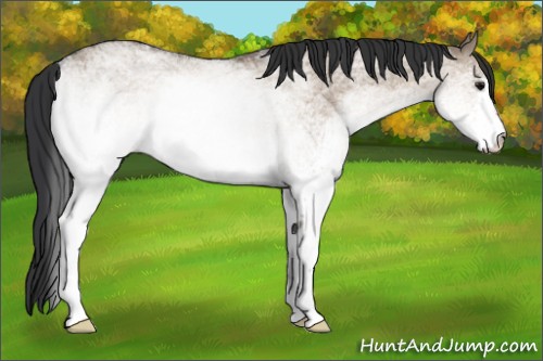 Horse Color:White Spotted Brown Dun 