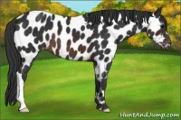 Horse Color:Brown Appaloosa