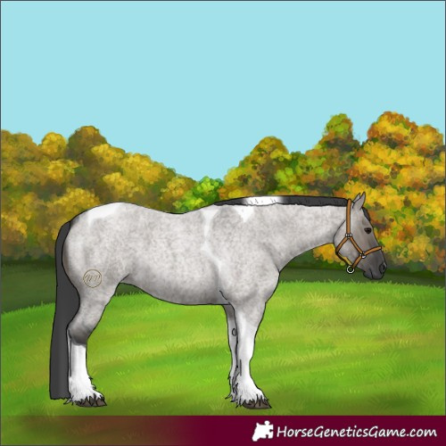 Horse Color:Grullo Roan Tobiano 