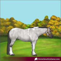 Horse Color:Grullo Roan Tobiano 