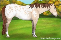 Horse Color:Sable Champagne Dun Frame Appaloosa Rabicano 