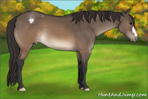 Horse Color:Brown Dun Appaloosa 