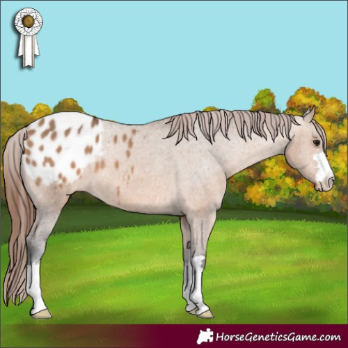 Horse Color:Bay Dun Appaloosa 