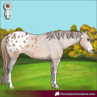 Horse Color:Bay Dun Appaloosa 