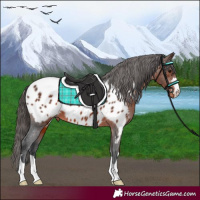 Horse Color:Brown Appaloosa