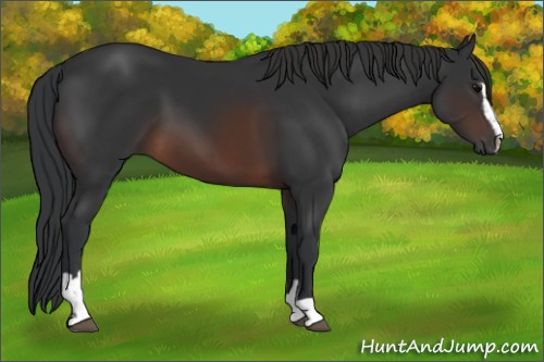 Horse Color:Brown Sabino