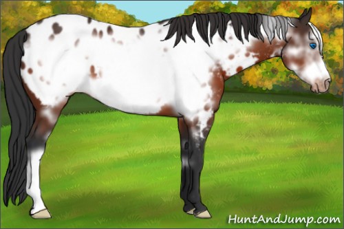 Horse Color:Brown Frame Appaloosa 