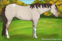 Horse Color:Classic Champagne Dun Tobiano
