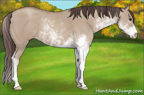 Horse Color:Classic Champagne Dun Sabino 