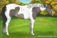 Horse Color:Brown Dun Tobiano 