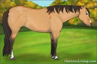 Horse Color:Buckskin Dun Sabino 