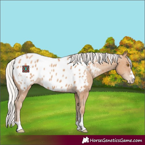 Horse Color:Silver Classic Champagne Appaloosa 