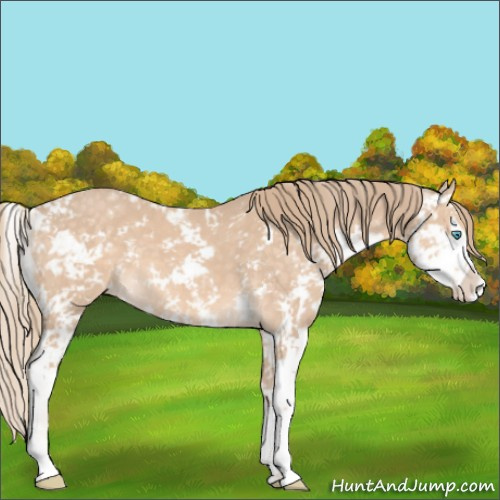 Horse Color:Perlino Sabino 