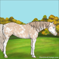 Horse Color:Perlino Sabino