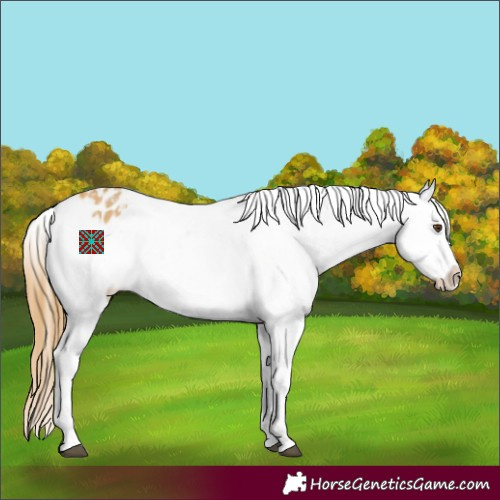Horse Color:Buckskin Dun Appaloosa 