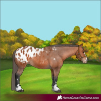 Horse Color:Bay Appaloosa