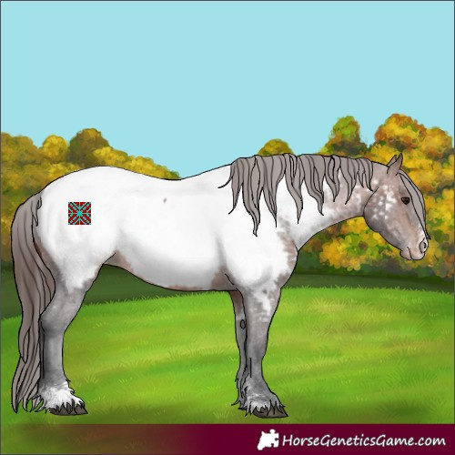 Horse Color:Brown Sabino Appaloosa 
