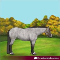 Horse Color:Smoky Grullo Roan 