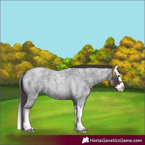 Horse Color:Smoky Blue Roan Splash 