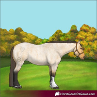 Horse Color:Buckskin Roan Dun Tobiano