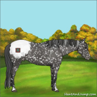 Horse Color:Black Sabino Appaloosa 