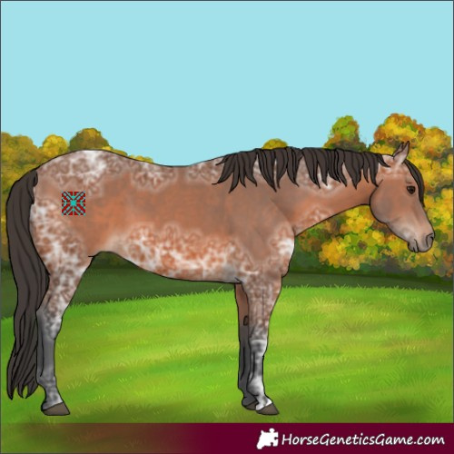 Horse Color:Bay Ice 