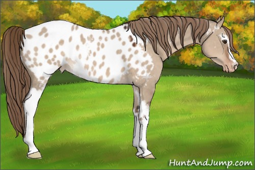Horse Color:White Spotted Liver Red Dun Appaloosa 