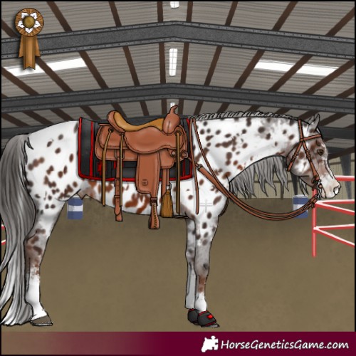 Horse Color:White Spotted Liver Chestnut Sabino Appaloosa 