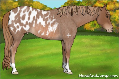 Horse Color:Red Roan Appaloosa 