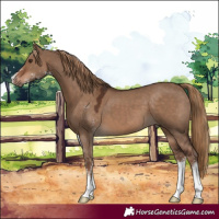 Horse Color:Liver Red Dun Sabino