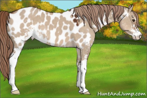 Horse Color:Liver Red Dun Sabino Appaloosa 