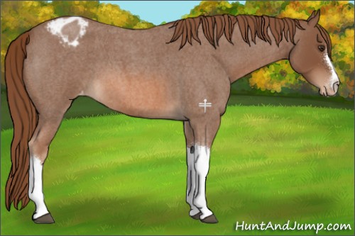 Horse Color:Red Roan Appaloosa 